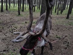 -塞罕坝国家级自然保护区