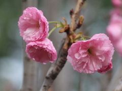 -天适樱花悠乐园