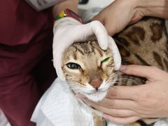 -纳吉亚猫专科动物医院·北北分院
