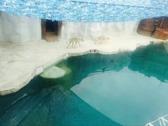 -秦皇岛乐岛海洋王国