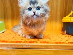 -欣宠猫屋·矮脚拿破仑·蓝金金渐层