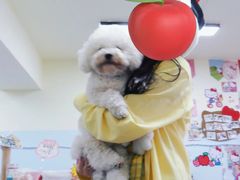 -汪说·狗咖·拼豆·宠物周边DIY(旺城大厦店)