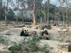 -都江堰中华大熊猫苑