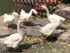 -水绘园