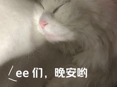 -纳吉亚猫专科动物医院·北北分院