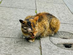 -西园戒幢律寺
