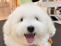 -momokira米努特·德文卷毛猫·棉花面纱犬