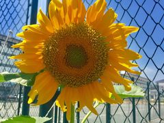 -北京大学五四田径场