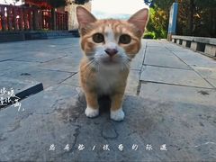 -四门塔风景区