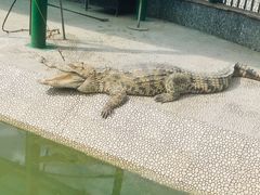-中国扬子鳄村