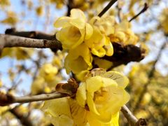 -三圣花乡旅游区