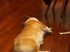 -萌兽医馆·宠物医院·猫骨科(创景店)