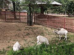 -石家庄市动物园