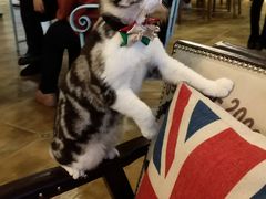 -共舞时光猫咖·狗咖(新街口店)