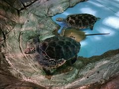 -芜湖新华联大白鲸海洋公园