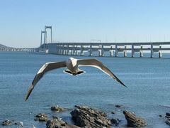 -星海湾跨海大桥