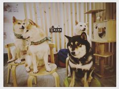 -柴迷FANS CLUB·柴犬狗咖·猫咖