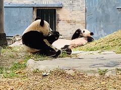 -都江堰中华大熊猫苑