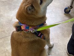 -美联众合动物医院·24h转诊中心