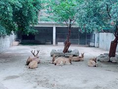 -成都动物园