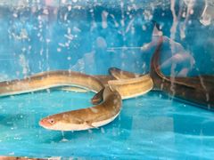 -华盛丰温州大排档(东三环南路店)