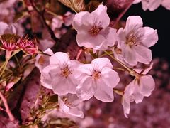 -西北湖绿化广场