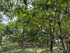 -塘栖枇杷特色园区