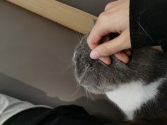 -喵园·猫主题咖啡厅·撸猫·猫咖(国贸店)