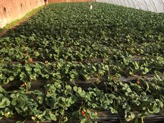 -昌平兴寿秀秀草莓采摘园