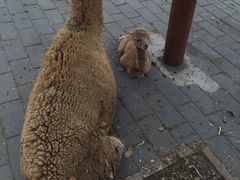 -北京鹿世界主题园