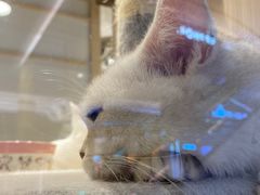 -屋虎猫馆(宝安大仟里店)