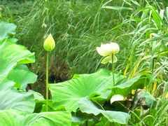 -陈家山荷花公园