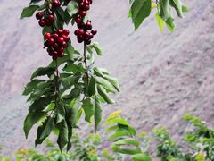 -萝卜寨羌文化生态旅游区