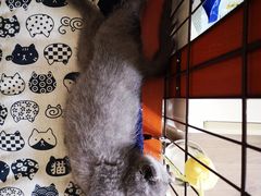 -哈尼爱宠·宠物生活会馆