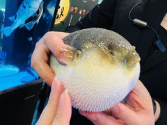 -肆月河豚·淮扬菜·湘菜(华天店)