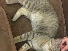 -猫色咖啡·猫咖