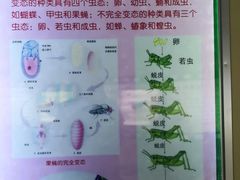 -上海昆虫博物馆