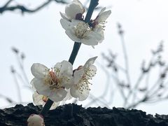 -无锡梅园公园