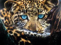 -罗红摄影艺术馆