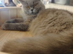 -平行世界·猫咖(首经贸店)
