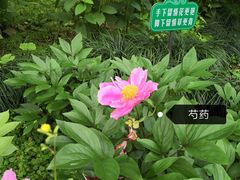 -杭州植物园