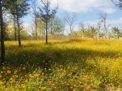-上海长兴岛郊野公园