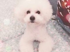 -瑞派雷欧宠物医院·24h夜诊·心脏骨科牙科·全科重症转诊中心(无影山店)