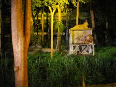 -清迈夜间动物园
