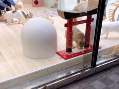 -momokira米努特·德文卷毛猫·棉花面纱犬
