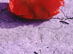 -径山花海