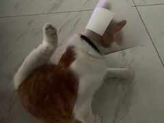 -艾贝尔宠物诊疗