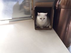 -飞行喵MR PILOT|猫舍·猫咖(静安大融城店)