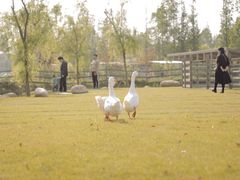 -前小桔亲子创意农场·草莓采摘·露营烧烤