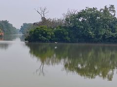-大湾区中央湿地公园